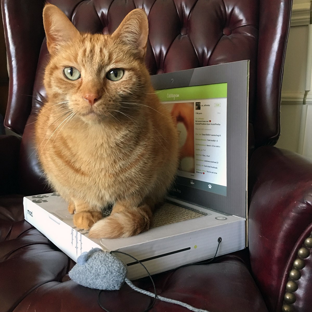 Picture of Woodward*